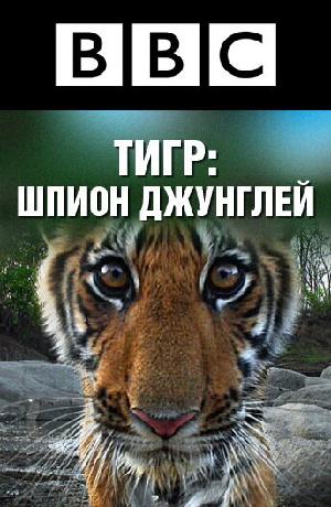 Постер к BBC: Тигр — Шпион джунглей 2008
